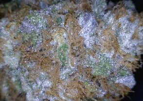 G13 Cannabis flower close up
