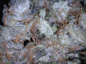 Ghost OG Cannabis flower close up