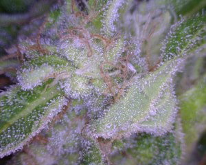 Ghost Train Haze Cannabis flower close up