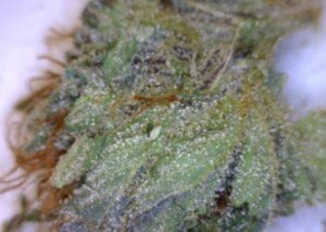 Glass Slipper Cannabis flower close up