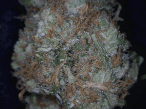 Grape Stomper Cannabis flower close up