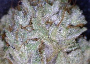 Grease Monkey Cannabis flower close up