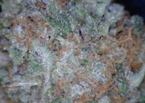 Jack Skellington cannabis flower close up