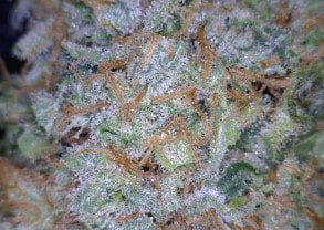 Jack the Ripper Cannabis flower close up