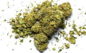 Kryptonite Cannabis bud