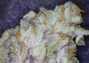 Kryptonite Cannabis flower close up