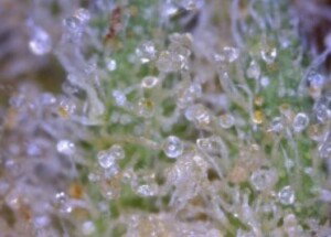 Lemon Skunk Cannabis flower close up