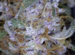 Lucky Charms Cannabis flower close up