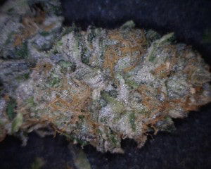 Monster Cookies Cannabis flower close up