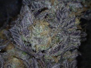 Mr. Nice Guy Cannabis flower close up