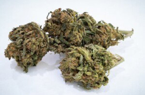 Northern Lights Cannabis bud