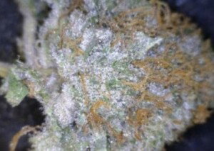 Northern Lights Cannabis flower close up