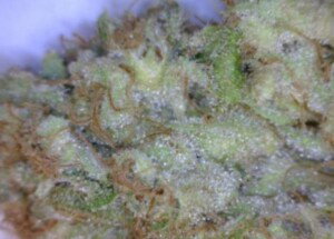 Pineapple Express Cannabis flower close up