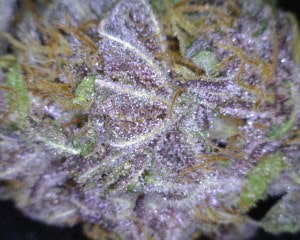 Pink Champagne Cannabis flower close up