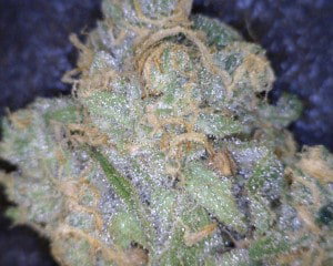 Pinkman Goo Cannabis flower close up