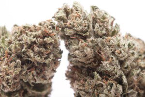 Platinum OG Cannabis bud