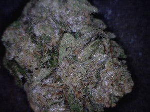Platinum OG Cannabis flower close up
