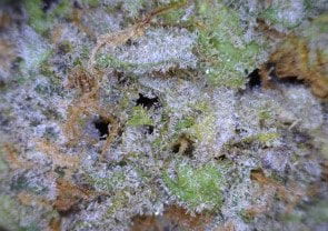 Red Dragon cannabis flower close up