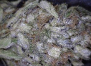 Snow cap Cannabis flower close up