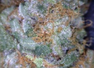 Strawberry Fields Cannabis flower close up