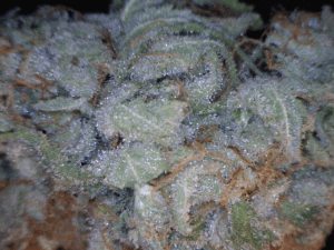 Sunshine Daydream Cannabis flower close up