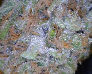 Super Silver Haze cannabis flower close up