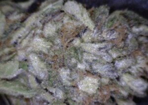 Super Glue Cannabis flower close up