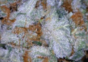 Tangie Cannabis flower close up