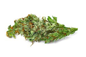 The White Cannabis Bud