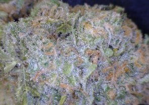 Black Jack Cannabis flower close up