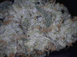 Boss OG Cannabis flower close up