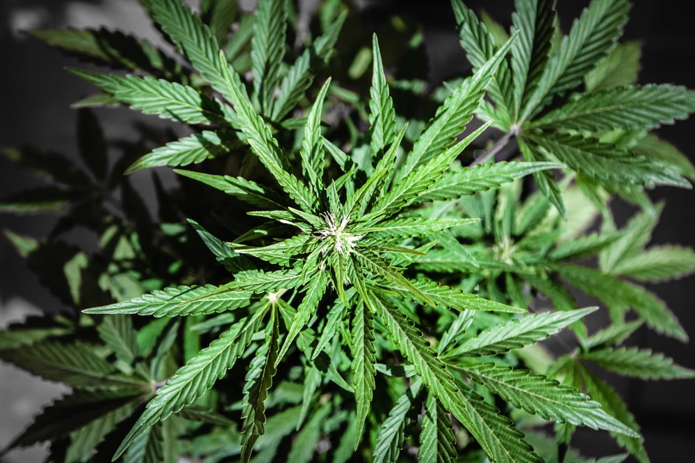 Chemdawg Cannabis Strain