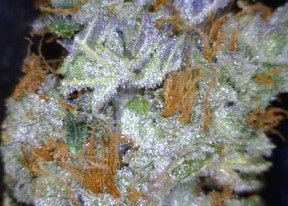 Dark Star Cannabis flower close up