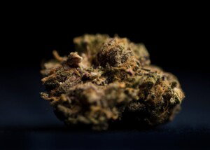 Grape Ape Cannabis bud