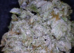 Grape Ape Cannabis flower close up