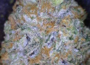 MK Ultra Cannabis flower close up