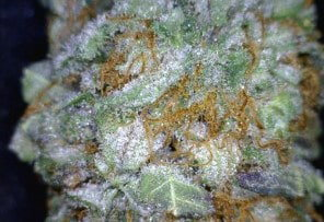 Platinum Cookies Cannabis flower close up