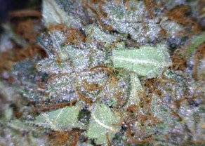 SFV OG Cannabis flower close up