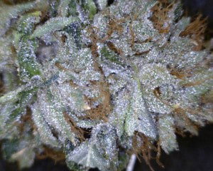 Tahoe OG Cannabis flower close up