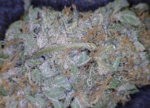 Black Russian Cannabis flower close up