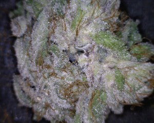 Blackberry Cannabis flower close up