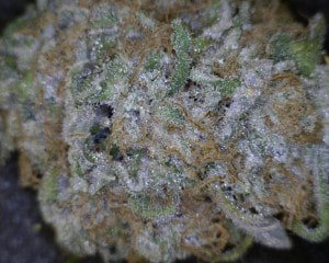 Blackwater Cannabis flower close up