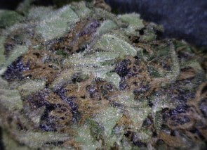 Blue Magoo Cannabis flower close up