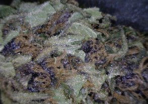 Bubba Hash Cannabis flower close up