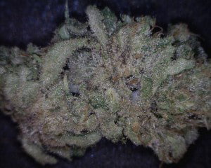 Chiesel Cannabis flower close up