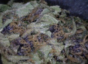 Cookies Kush Cannabis flower close up