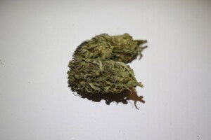 Dos-Si-Dos Cannabis bud