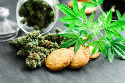 GMO Cookies Cannabis Strain
