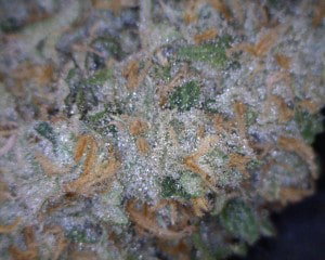 Green Crack Cannabis flower close up