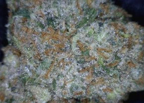 Jack Herer Cannabis flower close up